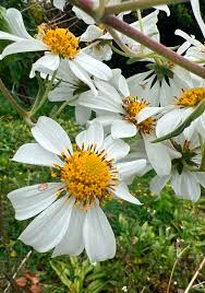 Image result for Montanoa bipinnatifida