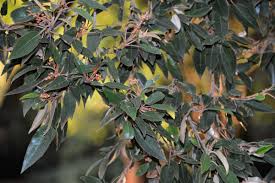 Image result for Croton gratissimus