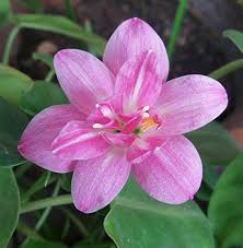 Rain Lily Bulb Zephyranthes Double Lotus Magic Lily Rainflower Zephyr Lily Fairy Lily Flowering Size Check Out Lily Bulbs Rain Lily Flower Decorations Diy