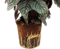 Calathea roseopicta 'dottie' is a cultivar or variety bred from calathea roseopicta (noted above). Calathea Pflege Pfeilwurze 123zimmerpflanzen