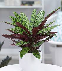 If you are interested in buying these, watch for the name calthea insignis because that is the rattlesnake plant's former scientific name. Calathea Lancifolia 1a Zimmerpflanzen Online Kaufen Baldur Garten