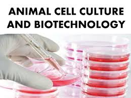 For animal cell culture the cells are taken from the organ of an experimental animal. Animal Cell Culture And Biotechnology Ppt Download