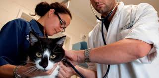 Maybe you would like to learn more about one of these? Estudiar Veterinaria Quecarreraestudiar Es