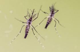 Redakan rasa sakit perut melilit dengan meminum daun mint yang diseduh dengan air putih hangat atau teh hangat. Takutkan Covid 19 Jangan Sampai Abai Gigitan Aedes Jom Ambil Tahu Jenis Dan Simptom Denggi Famili Mstar