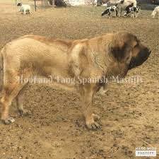 Brava Guard Dogs Spanish Mastiff Dogs