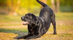 Curiosity will get the best of it and it will eventually give paw. 27 Dog Tricks You Can Teach Your Pup With Videos