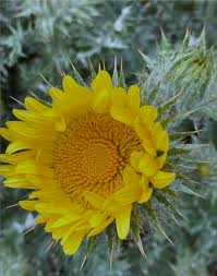Image result for Berkheya speciosa
