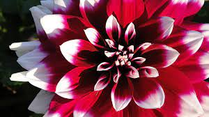32,167 free images of red flower. Red And White Flower Photograph By Kiersten Dunbar Chace