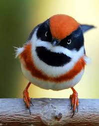 Black Bird With White Chest And Orange Beak Pin By Pixelcolours Free Fonts Gra On Mir Zhivotnyh Pticy Beautiful Birds Nature Birds Birds