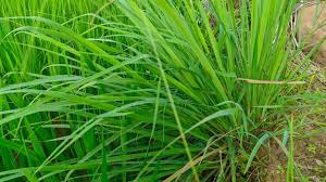 Image result for Cymbopogon nardus