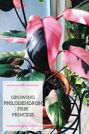 Learn How To Grow The Very Popular And In Demand Philodendron Pink Princess Als Mel Forknall Als Forknall Grow Inde In 2020 Plants House Plants Plant Goals