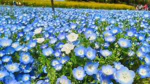 花と景色の楽園 鼻高展望花の丘 （春・夏編） 【ぐんま観光県民ライター（ぐん記者）】 | 特集一覧 | 心にググっと観光ぐんま