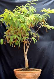 Tree Craft Bonsai Tamarind To Buy Please Call Whatsapp At 9019685428 Facebook