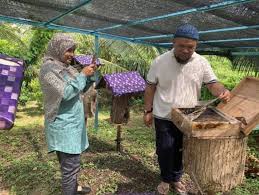 Cara memindahkan madu kelulut dari pohon. Ternak Kelulut Projek Berprestasi Tinggi Menjana Pendapatan Lumayan Denaihati