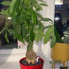 Hours of operation in idaho. How To Care For Money Tree In Seattle Wa