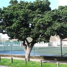 Image result for Syzygium cordatum