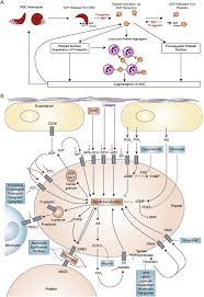 Ticagrelor Versus Placebo For The Reduction Of Vaso Occlusive Crises In Pediatric Sickle Cell Disease Rationale And Design Of A Randomized Double Blind Parallel Group Multicenter Phase 3 Study Hestia3 Sciencedirect