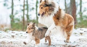 Our puppies are for sale, not adoption. Collie Dog Breed Information Center A Guide To The Rough Collie