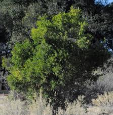 Image result for Euclea