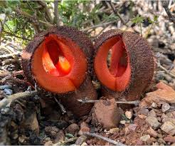Image result for Hydnoraceae