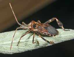 Other optional cookies allow you to control some settings and us to monitor use of the site. Western Conifer Seed Bug Wikipedia