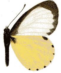 Image result for Phragmanthera usuiensis