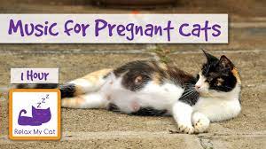 Music For Pregnant Cats, Help Them Give Birth To Kittens Peacefully 🐱  #Pregnant02 - Youtube