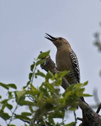 Mit flexionstabellen der verschiedenen fälle und zeiten aussprache und relevante diskussionen kostenloser vokabeltrainer Gilaspecht Gila Woodpecker Melanerpes Uropygialis Nordamerikanische Vogel Birds Of North America