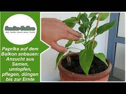 Perfekt für den anbau im gemüsebeet, hochbeet und auf dem balkon. Paprika Auf Dem Balkon Anbauen Gemuse Balkon