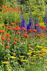 545186 Fernleaf Yarrow Achillea Filipendulina Maltese Cross Lychnis Chalcedonica Syn Silene Chalcedonica And Larkspu Delphinium Plants Perennial Garden