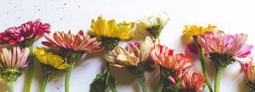Some years it looks better than others and i think that depends on how much rain we get. 46 Perennial Flowers To Brighten Your Garden Proflowers