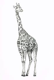 Giraffe Biro Drawing Giraffe Drawing Giraffe Art Giraffe Tattoos