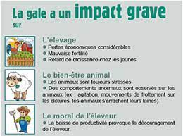 Maybe you would like to learn more about one of these? La Gale Du Mouton Alliance Elevage