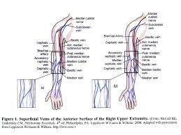 Label heart and blood vessels. Specimen Collection Procedure Performing A Venipuncture Akron Children S Hospital