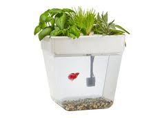 Reka bentuk akuaponik other contents: Reka Bentuk Teknologi Akuaponik Lessons Blendspace