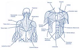 Inferior to the neck, the fascial tube that encompasses the intrinsic back muscles. Level 3 71 Exercise And Fitness Knowledge The Spine And Abdominal Wall Amac Training