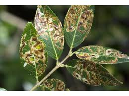 Image result for Loxogramme latifolia