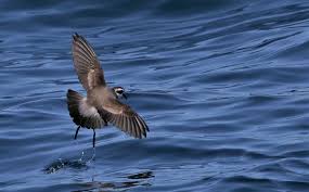 Storm-petrels