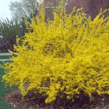 Lynwood Gold Forsythia Landscape Landscape Design Landscape Plans Natural Landscaping
