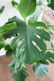 Monstera Propagation Plant Care Paisley Sparrow In 2020 Snake Plant Propagation Plant Care Propagating Plants