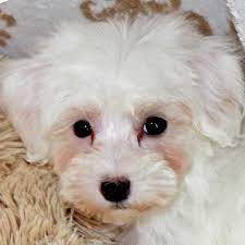 Hello, we have serval litters of havanese, havapoo, and havachon puppies for sale in queens, ny available now & the rest of the year. Havapoo Puppy For Sale Heavenly Puppies