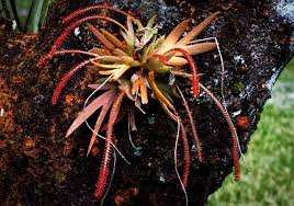 Image result for Oberonia