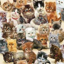 Puzzle warehouse has the best cat puzzles for you and your feline helper. Kittens For The Taking Jigsaw Puzzle Shaped Jigsaw Puzzles Fall Jigsaw Puzzles Jigsaw Puzzles