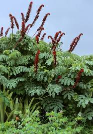Image result for Melianthus major