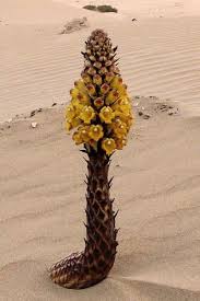 Image result for Cistanche