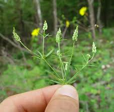 Image result for Polygala capillaris