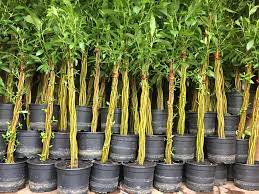 Check spelling or type a new query. The Willow Wand On Twitter This Is What 1000 Potted Willow Wands Looks Like All Ready For The Southportflowershow We Re Excited To Be Selling Ready Grown Plants For The First Time We Ve