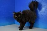 Black Maine Coon Ragdoll Cat