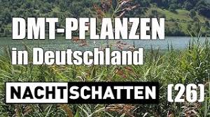 Aus einigen pflanzen kann dmt extrahiert werden, welches dann geraucht sehr starke psychedelische effekte für einen zeitraum von ungefähr 10 minuten erzeugt. Dmt In Heimischen Pflanzen Nachtschatten Television 26 Jetzt 100 Gratis Streamen