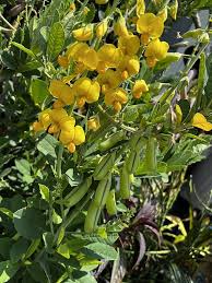 Image result for Crotalaria parvula
